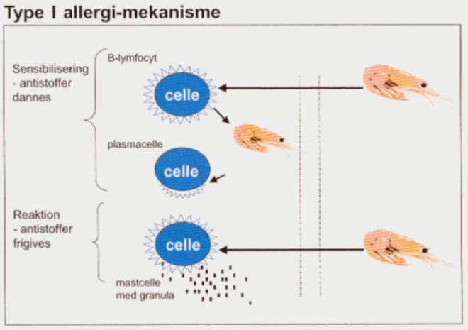 Type I allergi-mekanisme